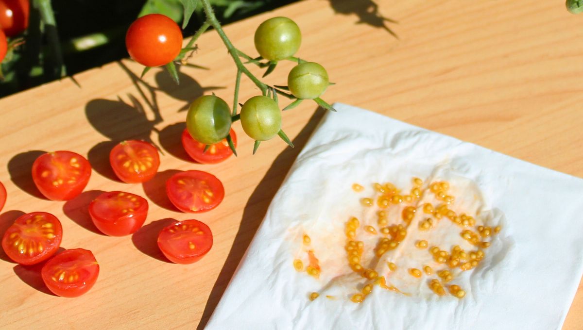 Los tomates son fuente de fibra, vitaminas y minerales