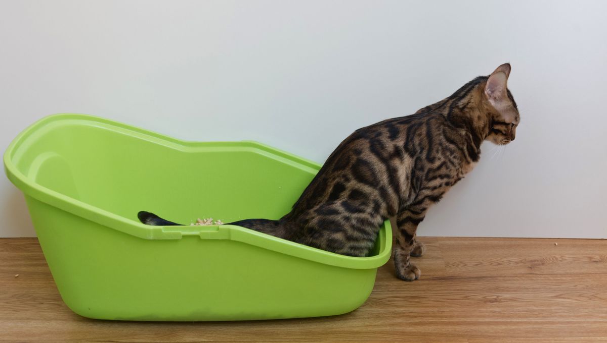 El vinagre también sirve para eliminar otros olores comunes de casa. El vinagre también sirve para eliminar otros olores comunes de casa.