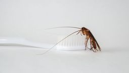 Este refugio es el secreto mejor guardado de la plaga. Este refugio es el secreto mejor guardado de la plaga.