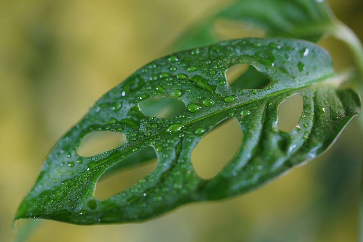 La Monstera Obliqua es una planta extremadamente rara. Imagen: Pexels. La Monstera Obliqua es una planta extremadamente rara. Imagen: Pexels.