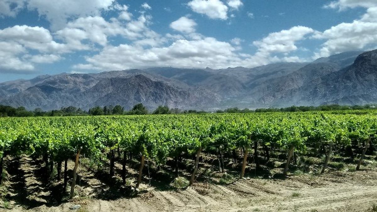 La bodega en cuestión queda ubicada en Luján de Cuyo.  La bodega en cuestión queda ubicada en Luján de Cuyo. 