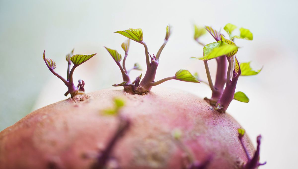 Puedes cultivar una planta de camote en casa siguiendo algunos pasos y consejos. 