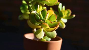 Árbol de jade: cuántas horas de sol necesita por día para crecer fuerte, sano y sin problemas