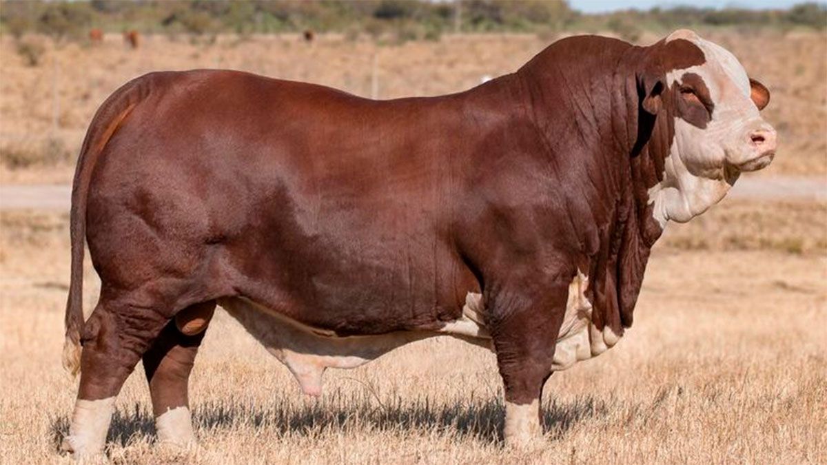 Un toro embistió y mató a un hombre en Córdoba.