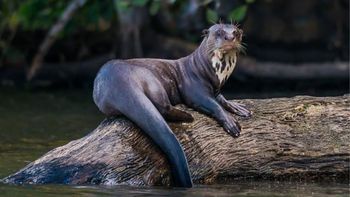 Tras 40 años, una especie emblemática vuelve a América del Sur y entusiasma su recuperación