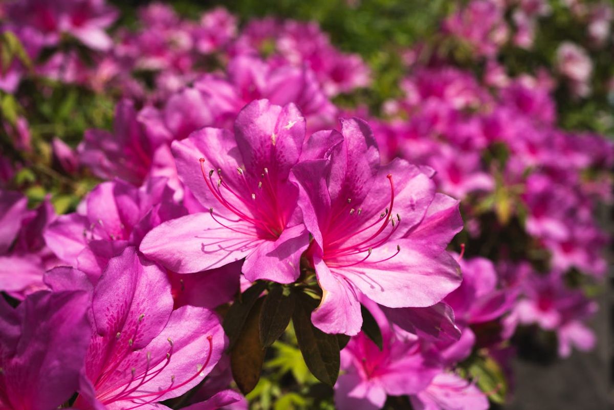 En la cultura china, las azaleas han sido veneradas por siglos. Imagen: Pexels.