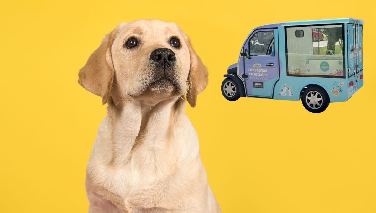 Mascotas celestiales, la funeraria que causa furor en Chile