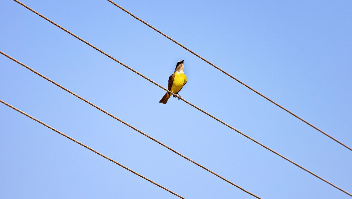 El benteveo o Pitangus sulphuratus.