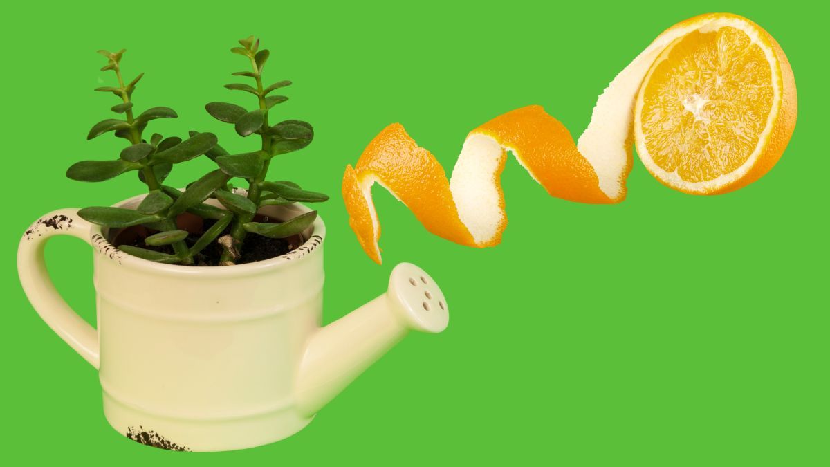 Árbol de Jade: aprovecha la cáscara de la naranja y crea un poderoso pesticida