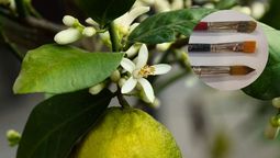 Con un pincel, puedes acelerar la producción del limonero. Con un pincel, puedes acelerar la producción del limonero.