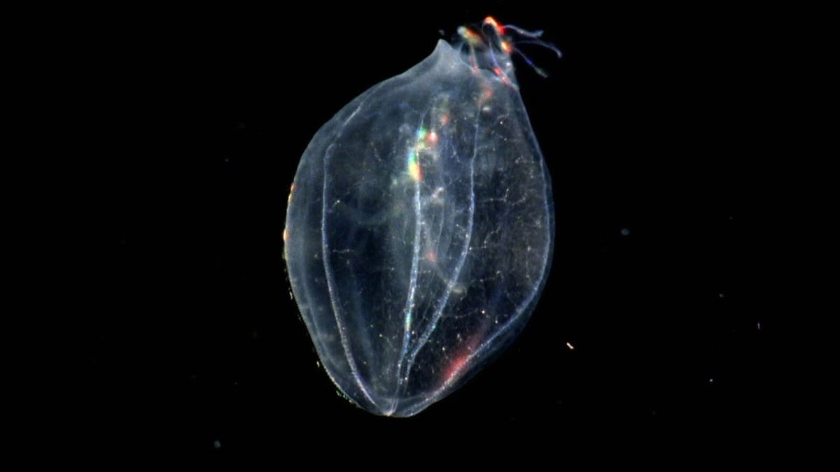 Descubrimiento de un animal capaz de revertir su edad asombra a los científicos Descubrimiento de un animal capaz de revertir su edad asombra a los científicos