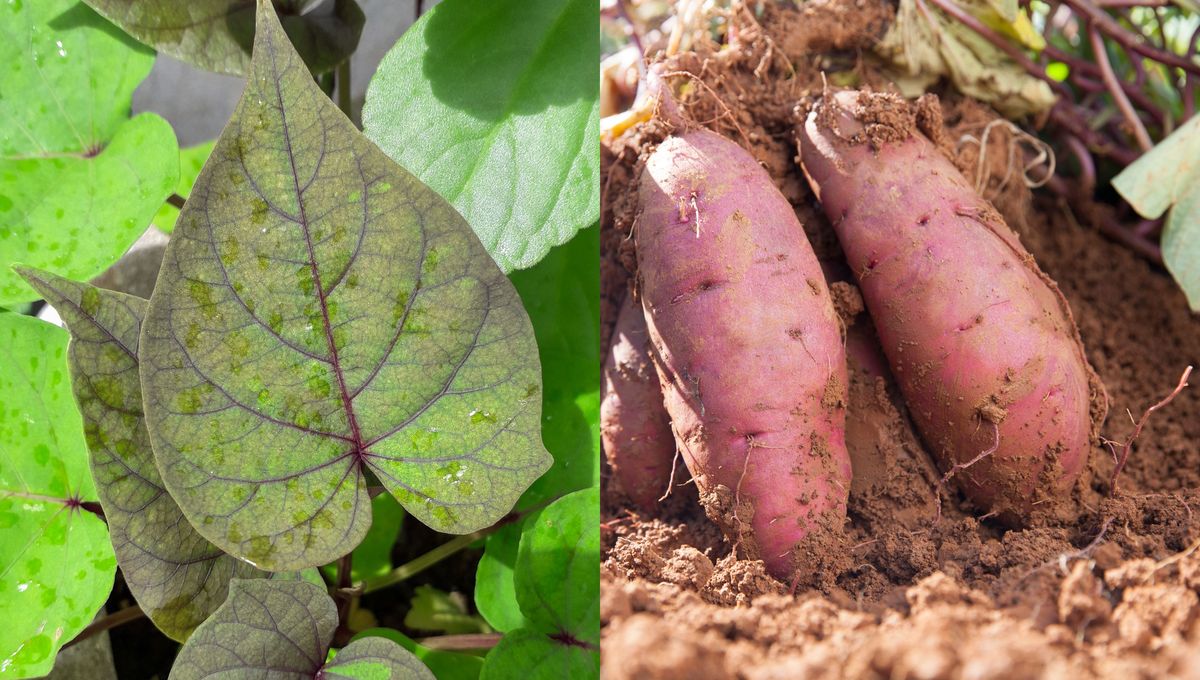 Lo ideal es usar batatas nuevas, sanas y bien firmes para germinar. Lo ideal es usar batatas nuevas, sanas y bien firmes para germinar.