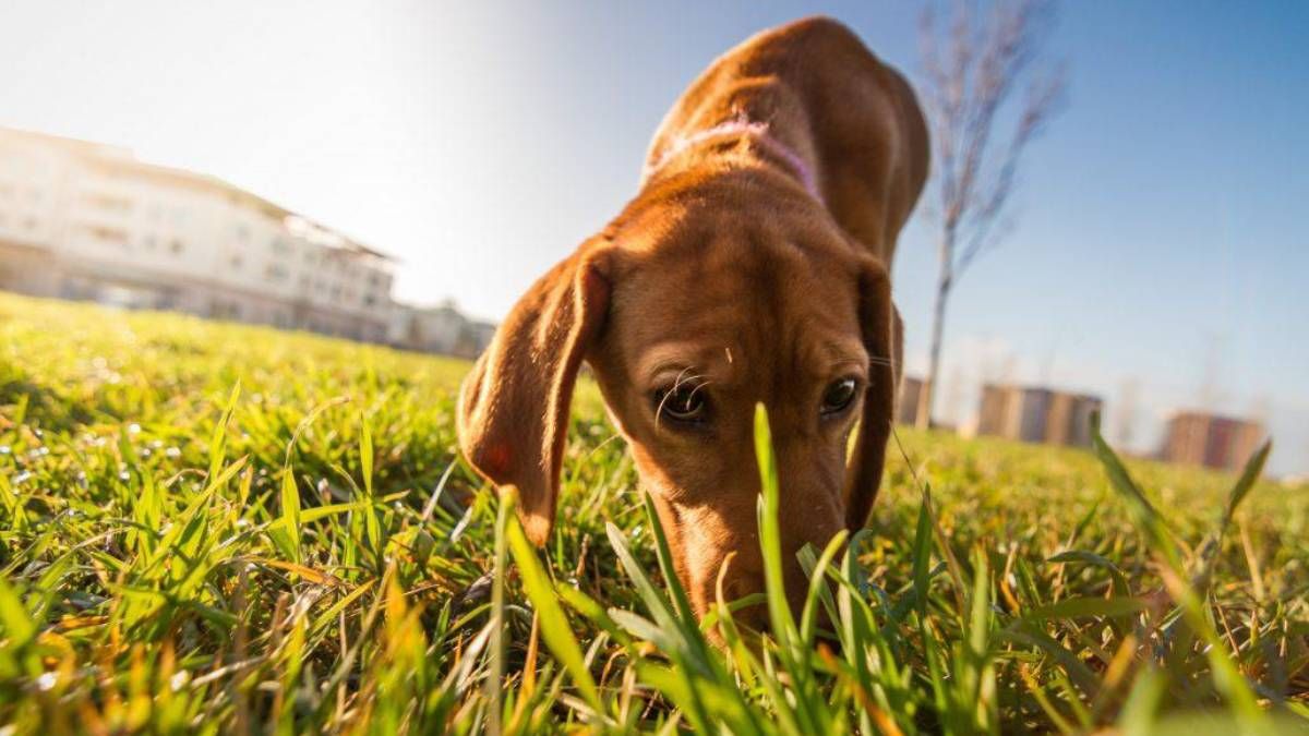 como quitar el olor a caca de perro de la boca