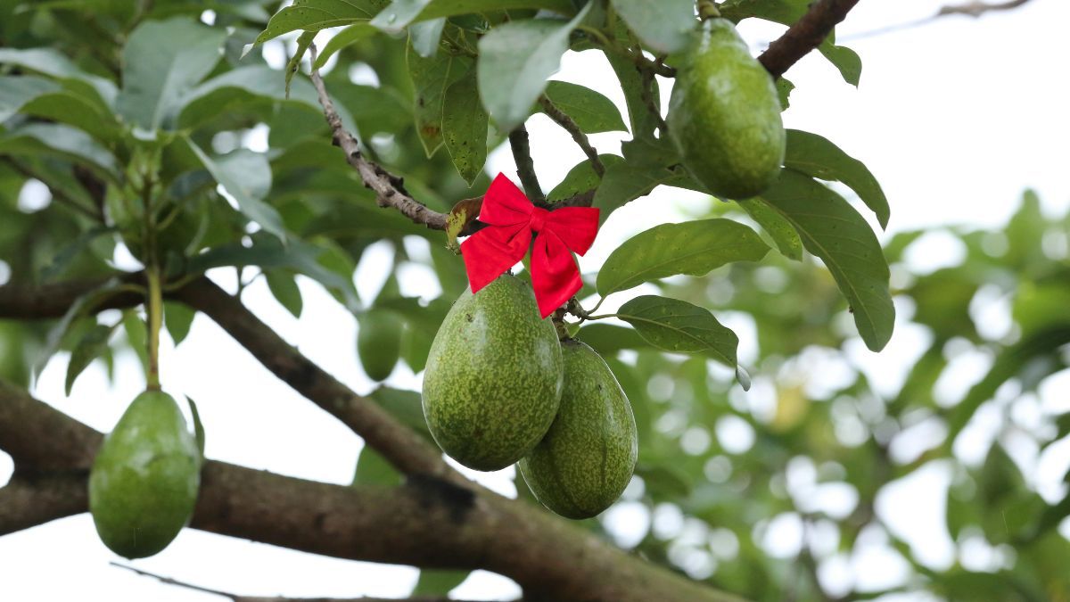 Este ritual atraerá buena suerte a tu hogar. Este ritual atraerá buena suerte a tu hogar.