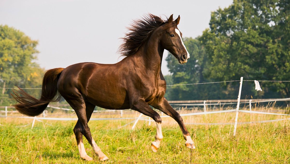 Los caballos son capaces de detectar el estado emocional de miedo en los seres humanos solo por el olor, sin necesidad de pistas visuales o auditivas. Foto Canva Los caballos son capaces de detectar el estado emocional de miedo en los seres humanos solo por el olor, sin necesidad de pistas visuales o auditivas. Foto Canva