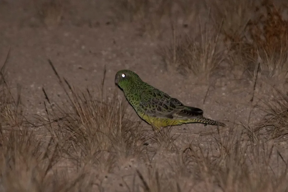 El loro nocturno es una de las especies más amenazadas del mundo.