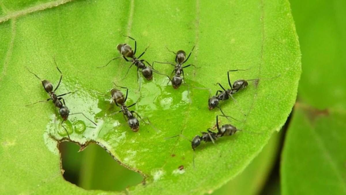Dile adiós a las hormigas de tus plantas con estos trucos caseros