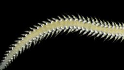 Una de las nuevas especies detectadas en el fondo del océano. Una de las nuevas especies detectadas en el fondo del océano.