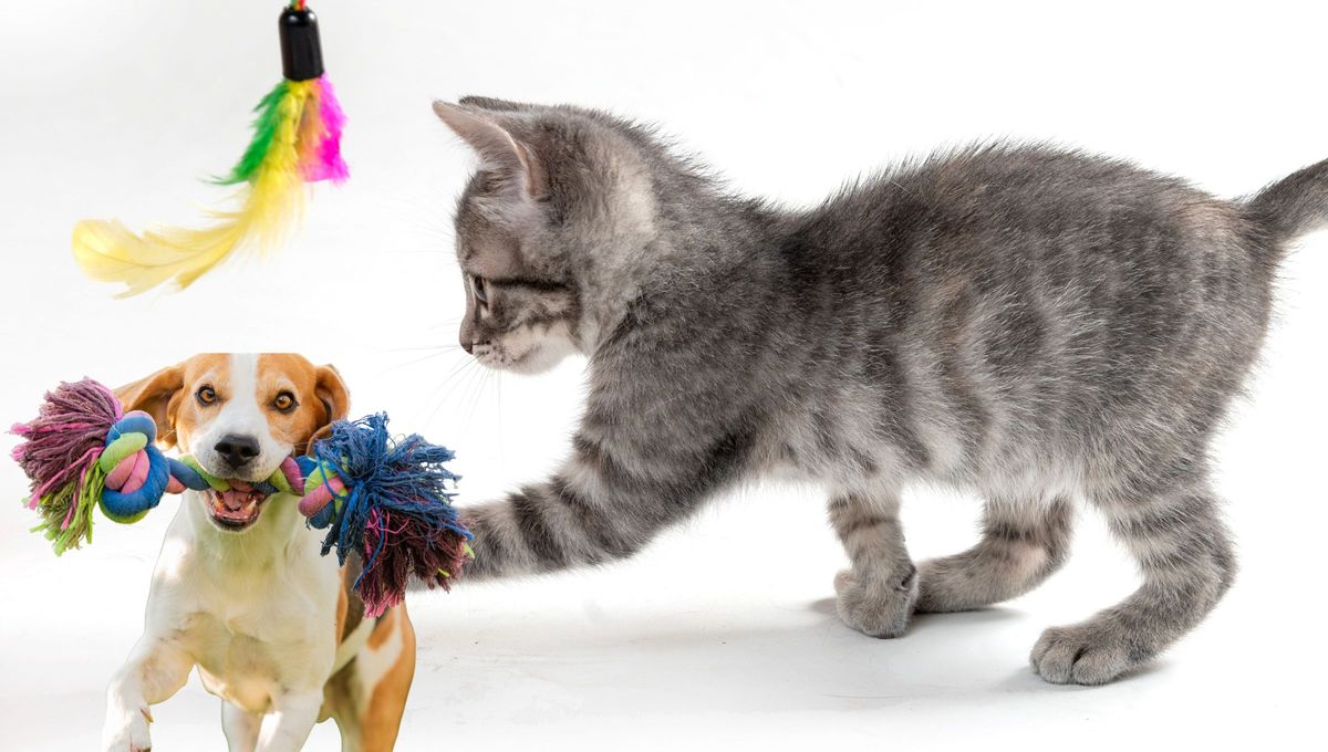 Convierte los repasadores que ya no usas en juguetes para tus mascotas Convierte los repasadores que ya no usas en juguetes para tus mascotas