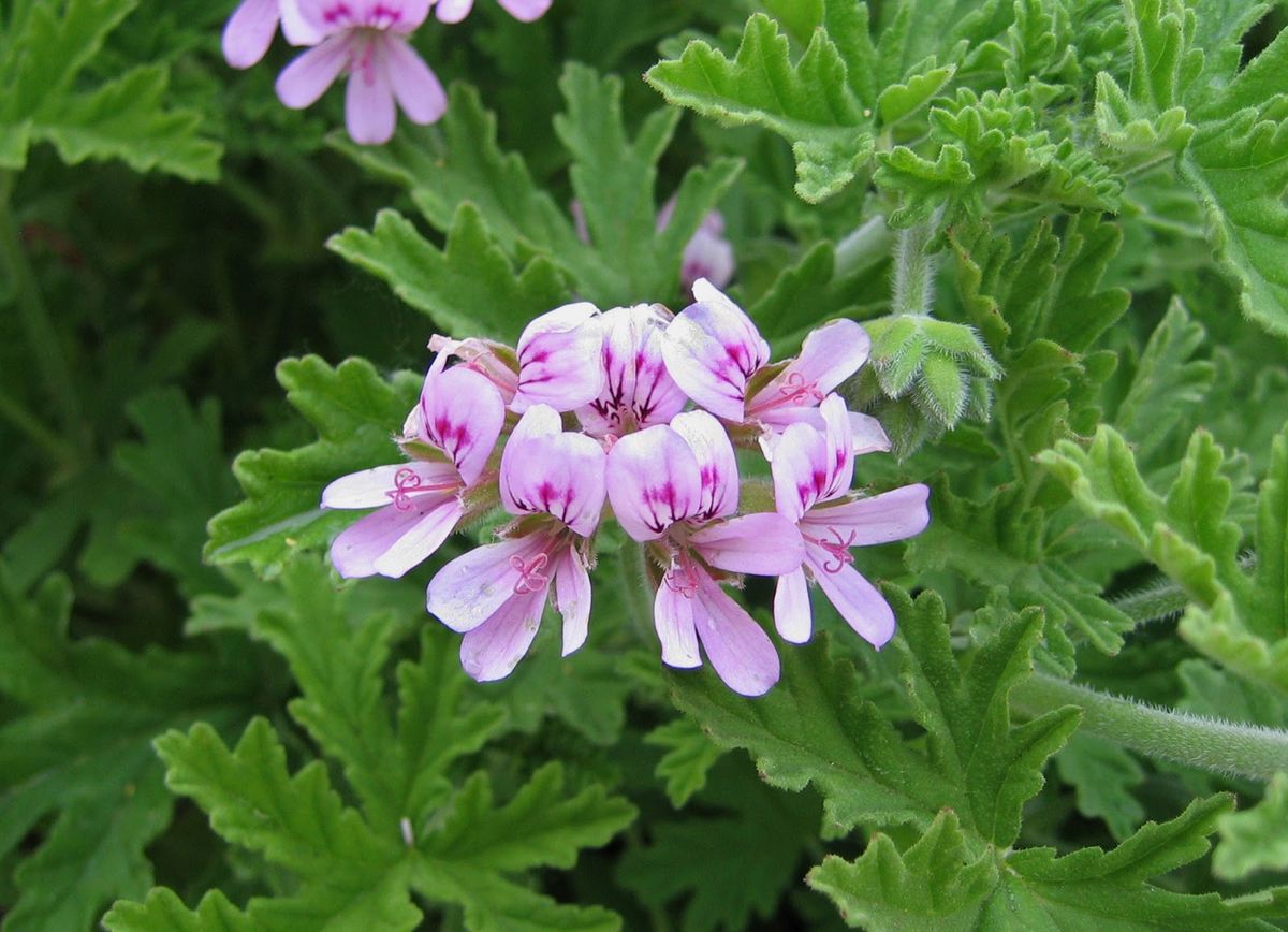 Este geranio es hermoso y aromático.