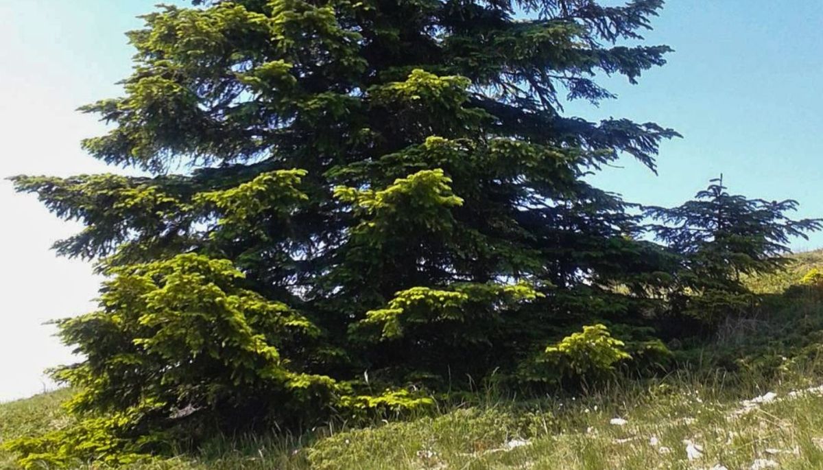 Esta especie es de la familia de las pináceas, que son árboles con piñas. Esta especie es de la familia de las pináceas, que son árboles con piñas.