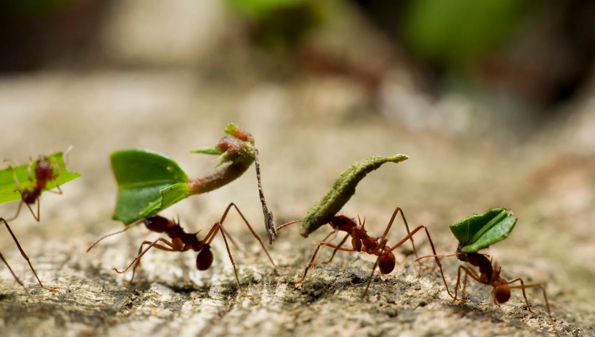 Qué significa soñar con hormigas. Qué significa soñar con hormigas.