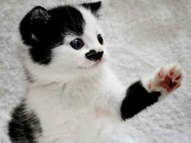 Kitler, el gatito al que nadie adopta porque tiene un bigotito como el de Hitler