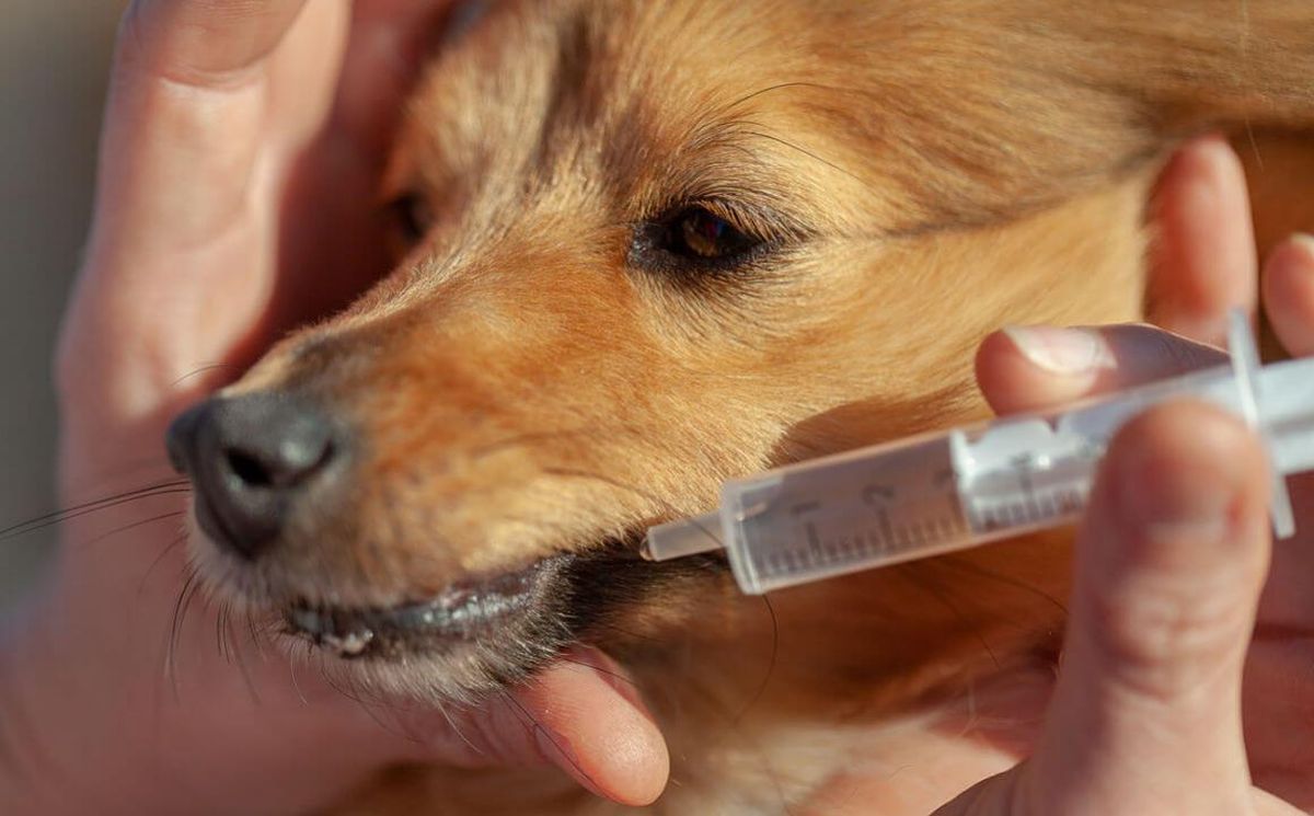 El agua oxigenada y agua con sal se les puede suministrar con una jeringa & nbsp;