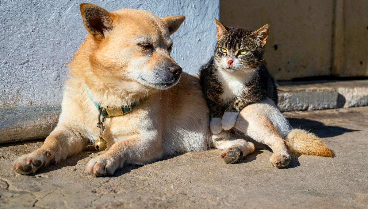 Argentina tiene el mayor porcentaje de mascotas por habitante a nivel mundial. 8 de cada 10 hogares conviven con al menos un animal doméstico, superando ampliamente la media global del 56%. Foto Canva Argentina tiene el mayor porcentaje de mascotas por habitante a nivel mundial. 8 de cada 10 hogares conviven con al menos un animal doméstico, superando ampliamente la media global del 56%. Foto Canva