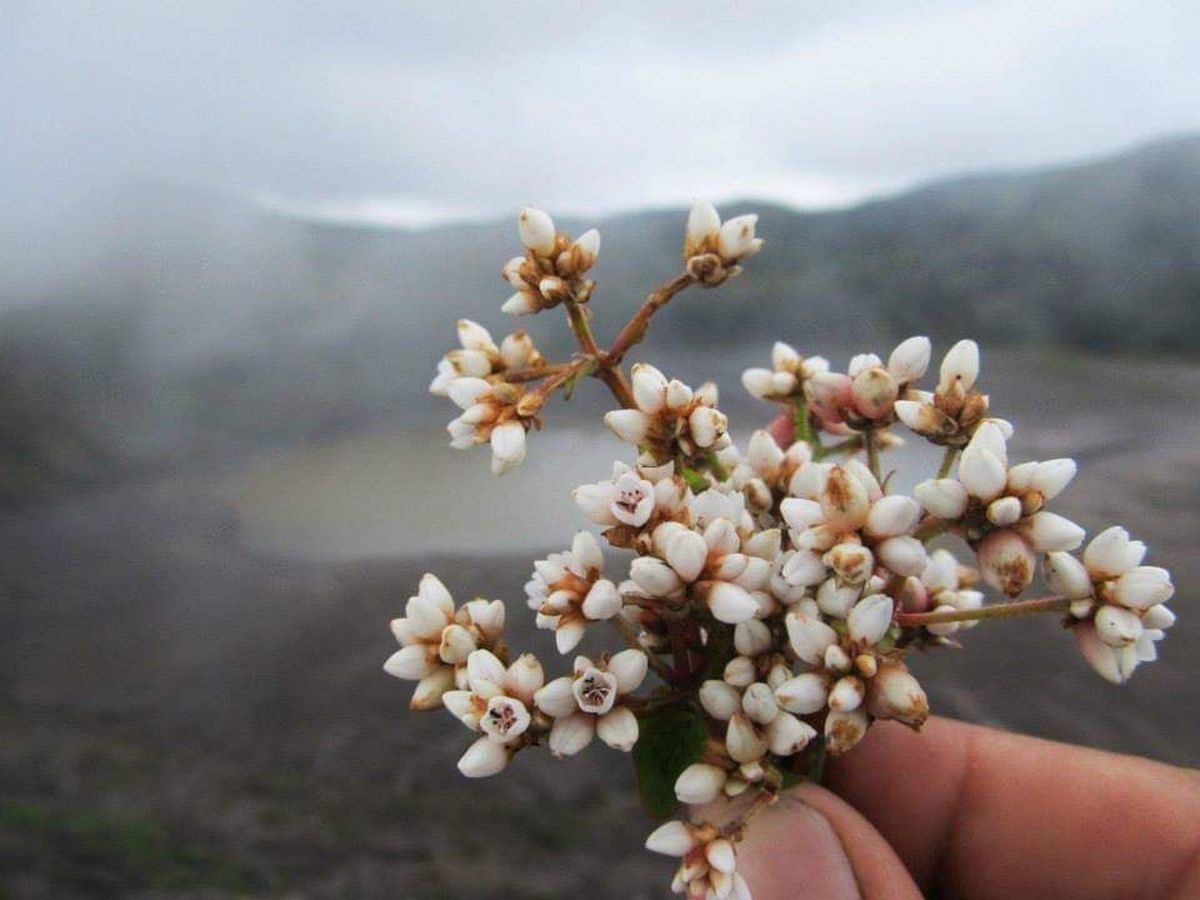 La ramita con flores blancas y rosáceas que Gabriel Vivanco encontró en medio de un volcán activo en Indonesia. La ramita con flores blancas y rosáceas que Gabriel Vivanco encontró en medio de un volcán activo en Indonesia.