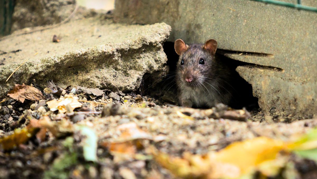 Las ratas pueden ser atraídas a tu casa por una serie de materiales
