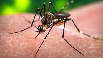 Brasil combatirá el dengue soltando millones de mosquitos transgénicos