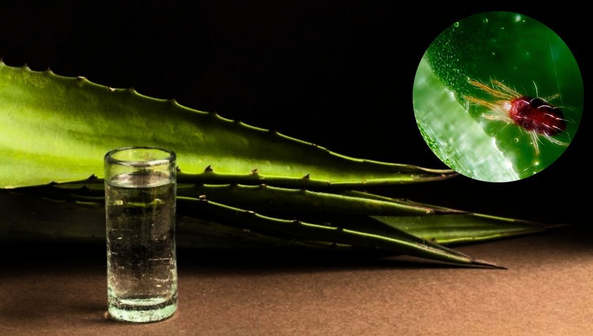 La planta de aloe vera puede ser la solución a las plagas en tu limonero
