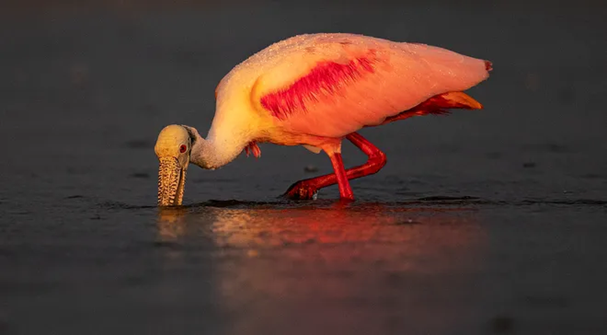 Las espátulas rosadas suelen ser vistas en Florida, pero recientemente apareció una en Nueva Jersey. Las espátulas rosadas suelen ser vistas en Florida, pero recientemente apareció una en Nueva Jersey. 