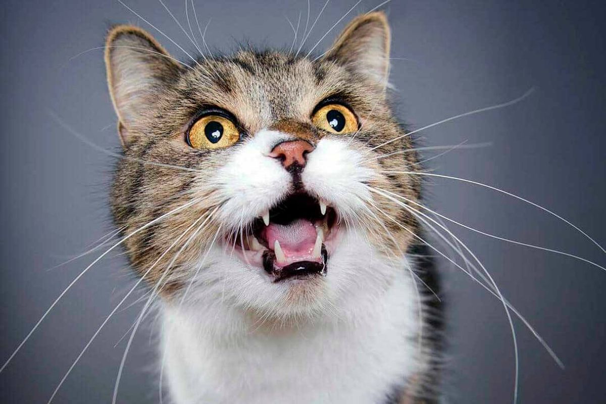 Los gatos pueden presentar problemas en este sentido son los adultos mayores Los gatos pueden presentar problemas en este sentido son los adultos mayores