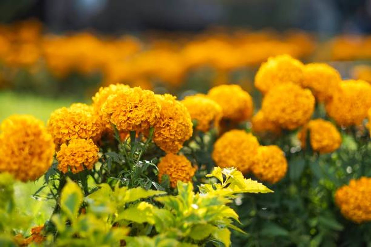 Esta planta llenará de vida tu jardín. Esta planta llenará de vida tu jardín.