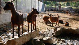 En el Zoo de Mendoza siguen apurando la reconversión a ecoparque