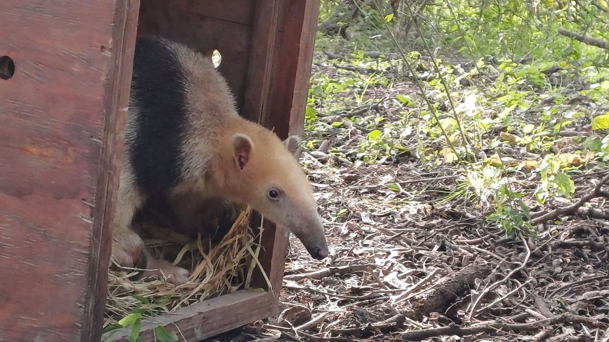 El oso melero rescatado en Junín volvió a su hábitat natural luego de ser rehabilitado. El oso melero rescatado en Junín volvió a su hábitat natural luego de ser rehabilitado.