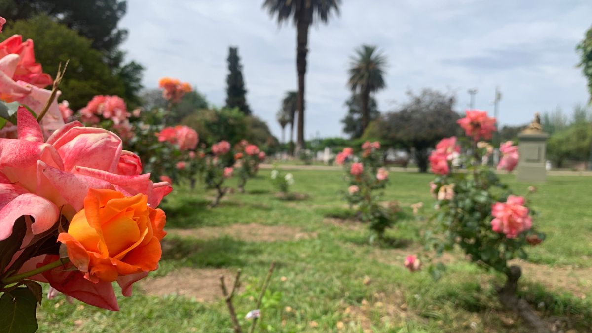 Los rosales del Parque General San Martín.
