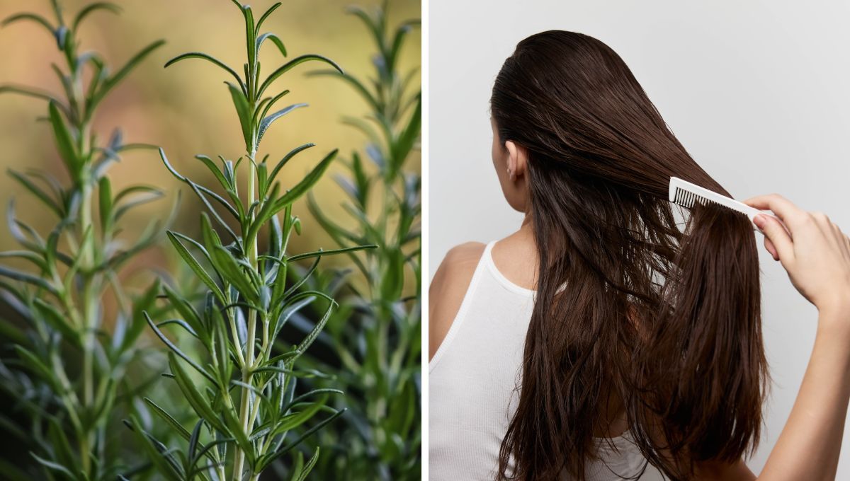Agua de romero: prepara este tónico natural para frenar la caída del pelo
