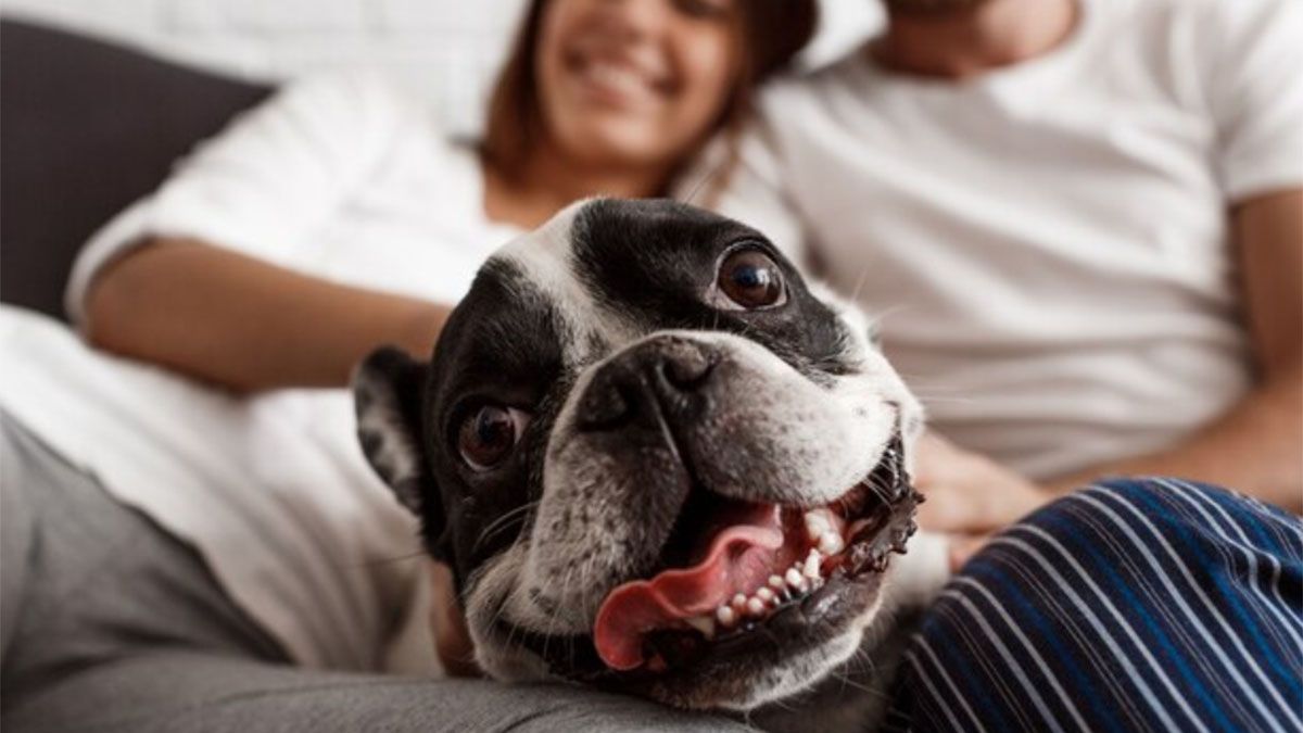 ¿Tu perro es feliz? Podés averiguarlo.