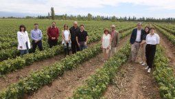 Bodegas Bianchi trabaja para el desarrollo tecnológico en vides de alta sanidad