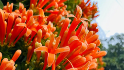 Esta trepadora tiene flores coloridas que atraen polinizadores al jardín.