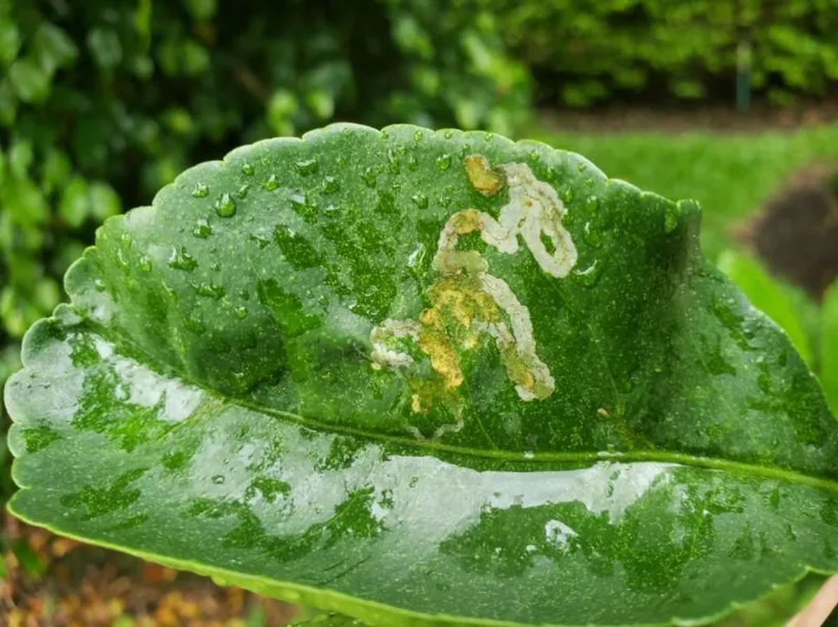 Puedes combatir a esta plaga con elementos caseros y evitando el uso de qu&iacute;micos.&nbsp;