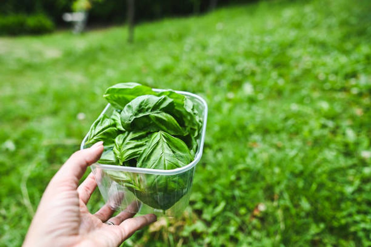 El truco para conservar la albahaca de forma correcta. El truco para conservar la albahaca de forma correcta.