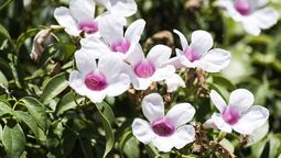 Esta enredadera es ideal para decorar el jardín. Imagen: Pexels.
