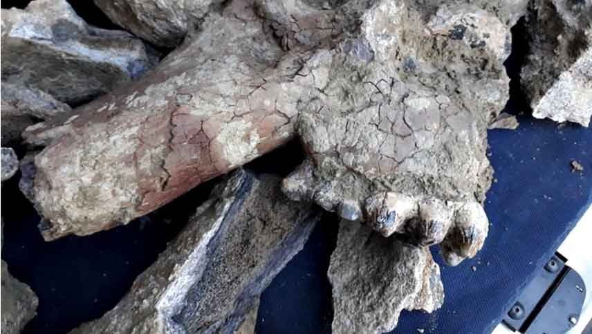 Compró un camión con tierra y tenía huesos de un mastodonte