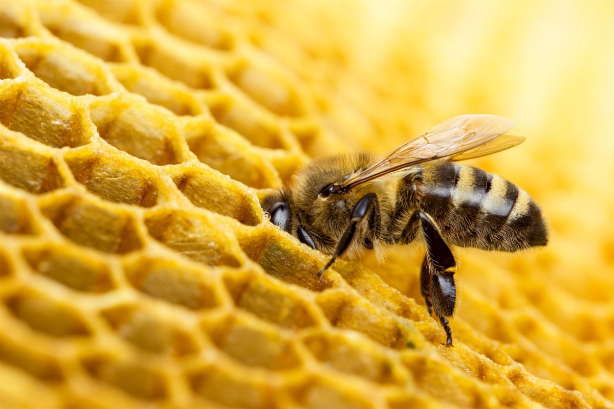 ¿Qué pasaría si desaparecieran las abejas del planeta tierra? Una realidad cada vez más cercana