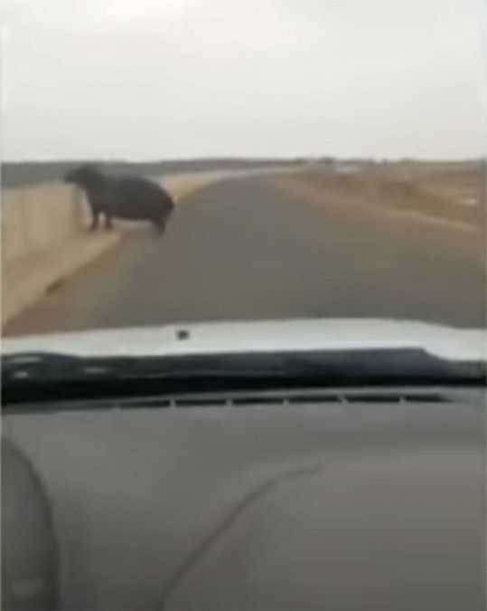Filmó el momento en que fue atacado por un hipopótamo