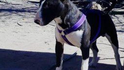 Tiziano ofrecía sus juguetes como recompensa por su perro robado
